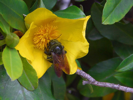 YELLOW FLOWER WITH BEE - flower, bee, yellow, plant