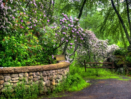 Spring Walk - spring, flower, walk, green