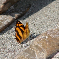 MONARCH ON THE GROUND