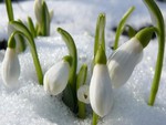 snowdrop