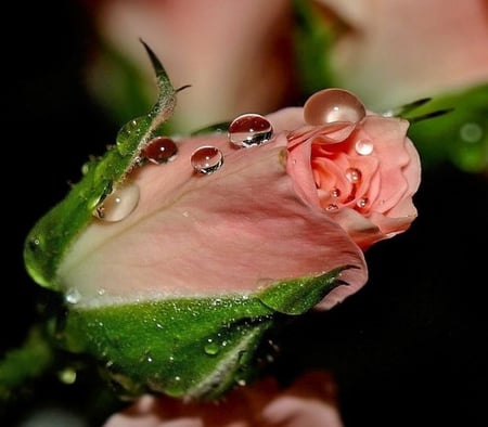 bud - bud, rose, pink, dew