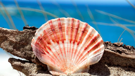 sea shell - shell, sea, coral reef, ocean