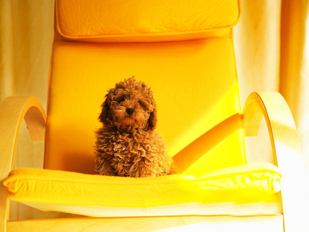 Poodle on the sofa - curly, sofa, adorable, couch, yellow, meek, dog, animal, sweet, golden, cute