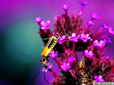 pink and yellow - insects, coloured, flower, pink