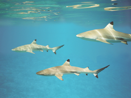 Shark Patrol - black tipped, dappled, moorea, reef, snorkel