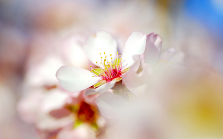 Spring Glow - nature, beautiful, blossom, flowers, spring