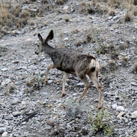 Deer in the Valley