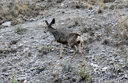 Deer in the Valley - brown, grey, green, stones, deer, grass