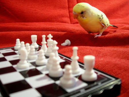 Don't underestimate your chess opponent! ;) - pic, image, chess piecesm sweet, chess board, black, white, yellow, underestimate, game, opponent, funny, wallpaper, playing, bird, picture, chess, wall, red, animal, thinking, small, photo