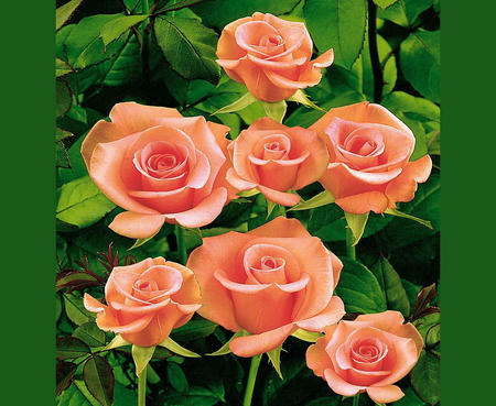 Sweet roses for sweet Glyn - flowers, roses, green, peach, leaves