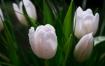 White Tulips - white, nature, rain, tulips, green, flowers, garden, spring