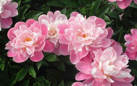 Pink Peonies - blossoms, beautiful, spring, pink, peonies, flowers, peony, nature, green, garden