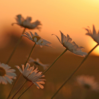 Sunset Daisies