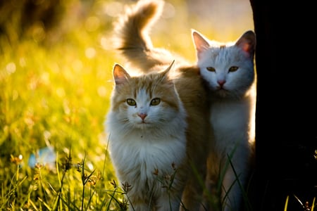 Kittens in the sun - cute, cat, kittens, cats