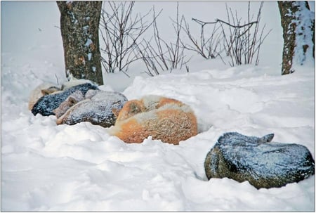 Dogs in the Snow - frig, ger, caini, zapada