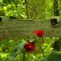 Red Roses