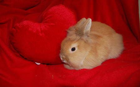 bunny_love - rabbit, red, fuzzy, cute, bunny