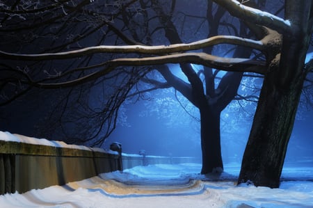 reaching - winter, photography, evening, night, tree