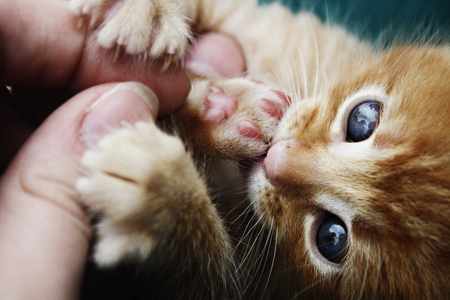 I got your hand. - cute, hand, kitten, cat