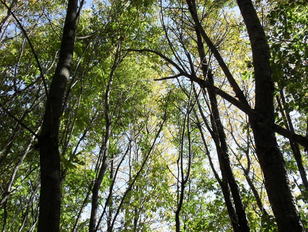 Deciduous Forest - pretty, forest, deciduous, woods