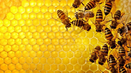 Golden Hive. - honey, bees, gold, hive