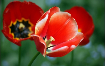 Red Trio. - three, flowers, red, wild