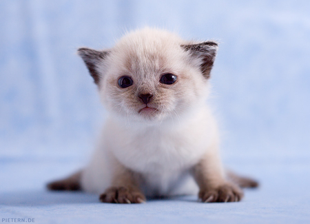 Sniff__have_you_seen_my_Teddy - nice, cute, cat, kitten