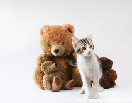 kitty_and_bears - bears, cute, cat, kitten