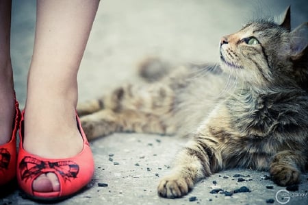 Mmm Sexy Girl!:) - legs, photography, tabby, sweet, cat, shoes, funny, cute, red shoes, feet, kitty