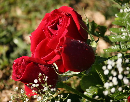 BEAUTY IN RED - white, flowers, roses, red