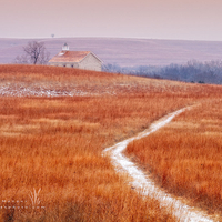 Golden Landscape