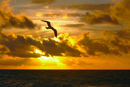 Golden Remnants of the Day... - sky, silhouette, beautiful, golden, sunset, sea, bird