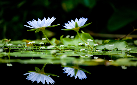 Water Lily Reflections - white, lily, water, reflections, beautiful