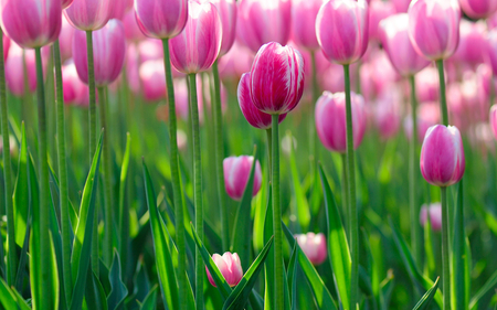 Tulips - tulips, pink, beautiful, lovely, stems, green