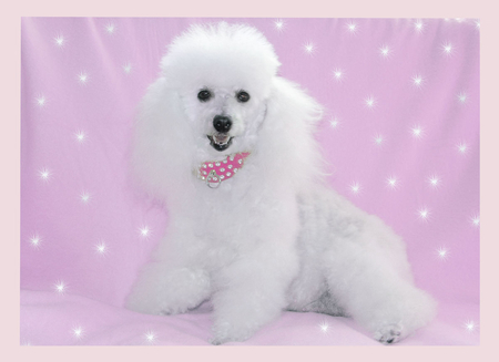 Cutie Pie - white, pink, cute, fluffy, dog