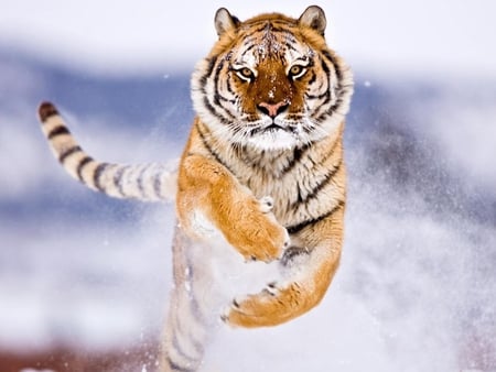 Tiger - stripes, tiger, cool, snow