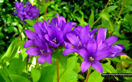 Beautiful Campanula - flower, blue, green, beautiful