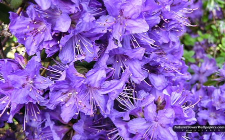 Purple Blue Rhododendron - pretty, flower, purple, beautiful