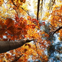 Autumn Trees