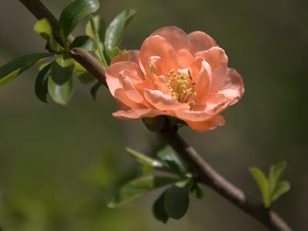 A beautiful flower for Kate (katehatheway) - tiny, bloom, pale orange, kate, lovely, flower