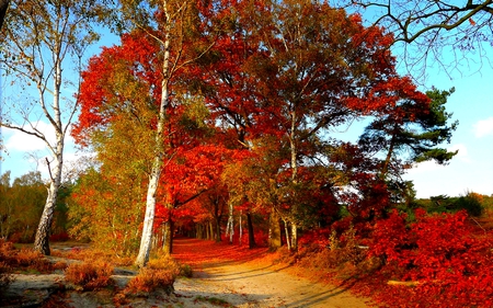 AUTUMN ROAD - nature, autumn, forest, colors, road