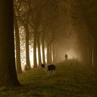 Misty Morning Walk