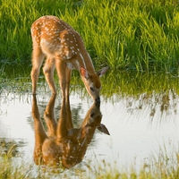 Deer Reflections