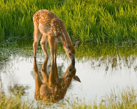 Deer Reflections - morning, water, reflections, beautiful, drinking, deer, thirsty, grass