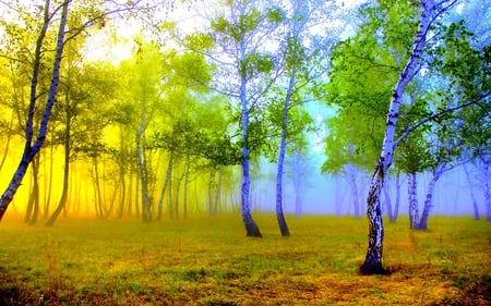 FOREST FOG - light, forest, nature, fog