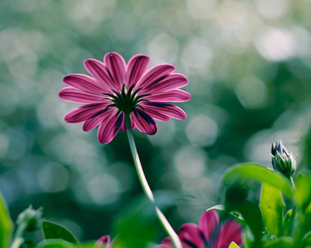 Beautiful Flower - nature, green, flower, pink