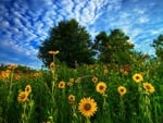 Sunflower Field