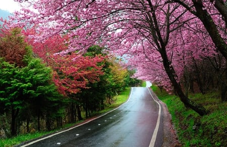 Soft Purple Tree - flower, forest, trees, nature, grass