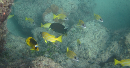 Reef fish common to Red Sea - reef, snapper, ocean, fish, red sea