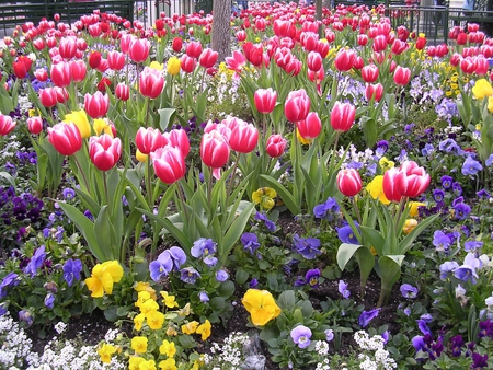 Spring Flowers - tulips, colors, field, flowers, spring